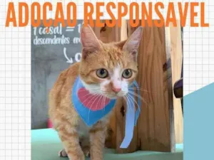 Gato raça Vira-lata idade 2 a 6 meses nome Leonardo