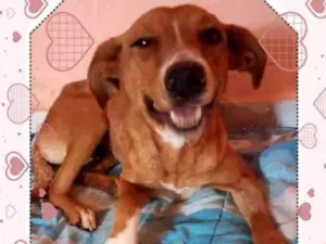 Cachorro raça SRD idade 1 ano nome Sandy