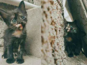 Gato raça sem raça idade Abaixo de 2 meses nome Betina,lina,teodora