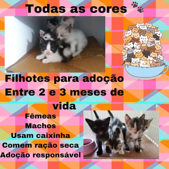 Gato raça Srd idade Abaixo de 2 meses nome Filhotes gatos