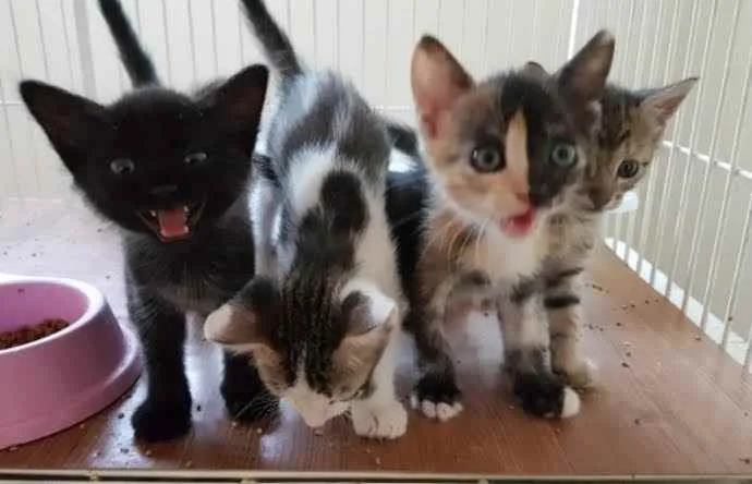 Gato raça Srd idade Abaixo de 2 meses nome Filhotes gato 