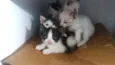 Filhotes gato 