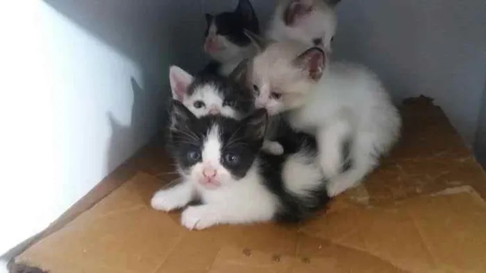 Gato raça Srd idade Abaixo de 2 meses nome Filhotes gato 