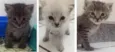 Filhotes gato 