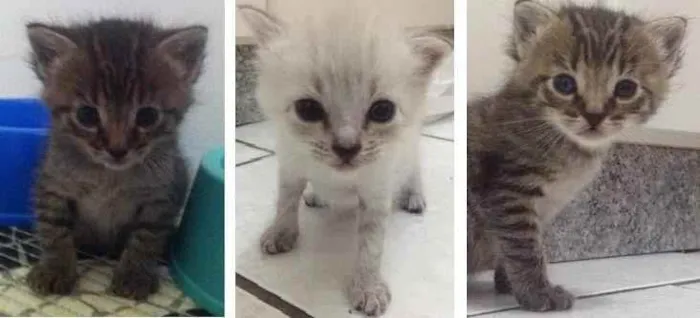 Gato raça Srd idade Abaixo de 2 meses nome Filhotes gato 