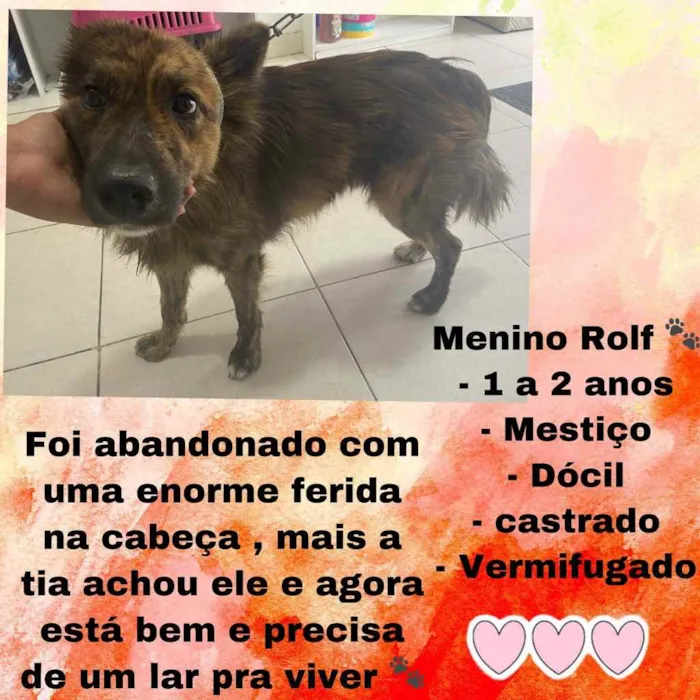 Cachorro raça Mestiço  idade 1 ano nome Rolf mestiço 