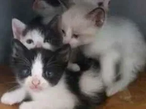 Gato raça Srd idade Abaixo de 2 meses nome Filhotes gatos