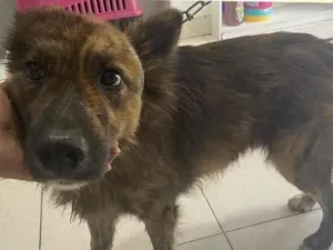 Cachorro raça Mestiço  idade 1 ano nome Rolf mestiço 
