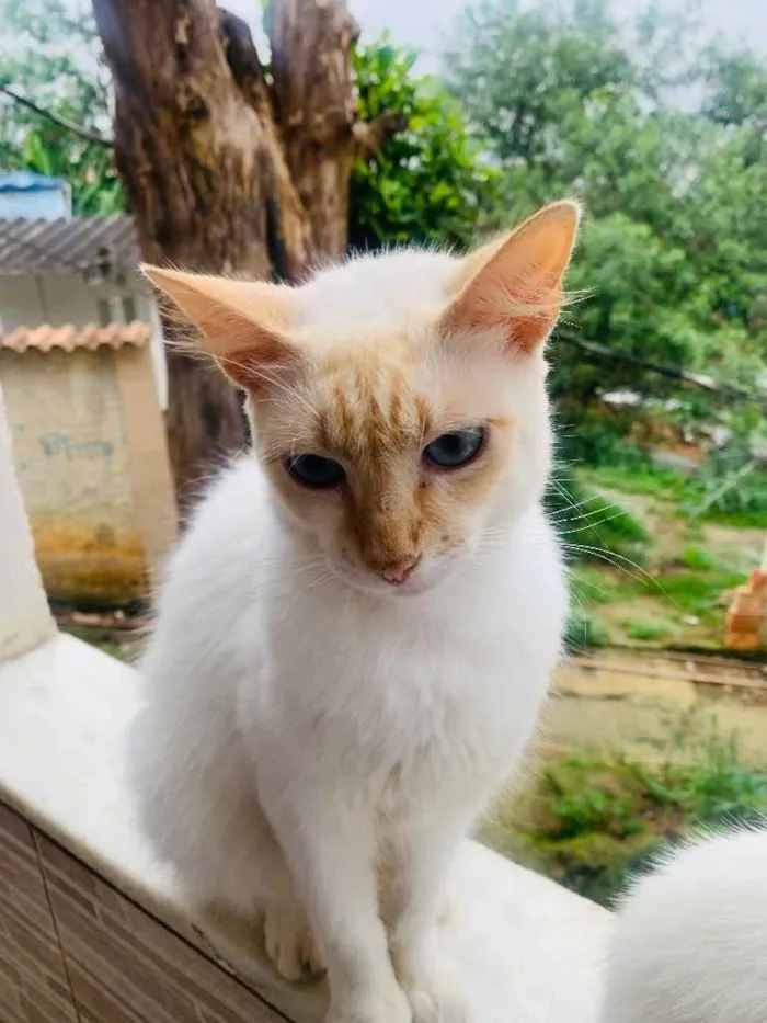 Gato ra a Siamês  idade 7 a 11 meses nome Sem nome