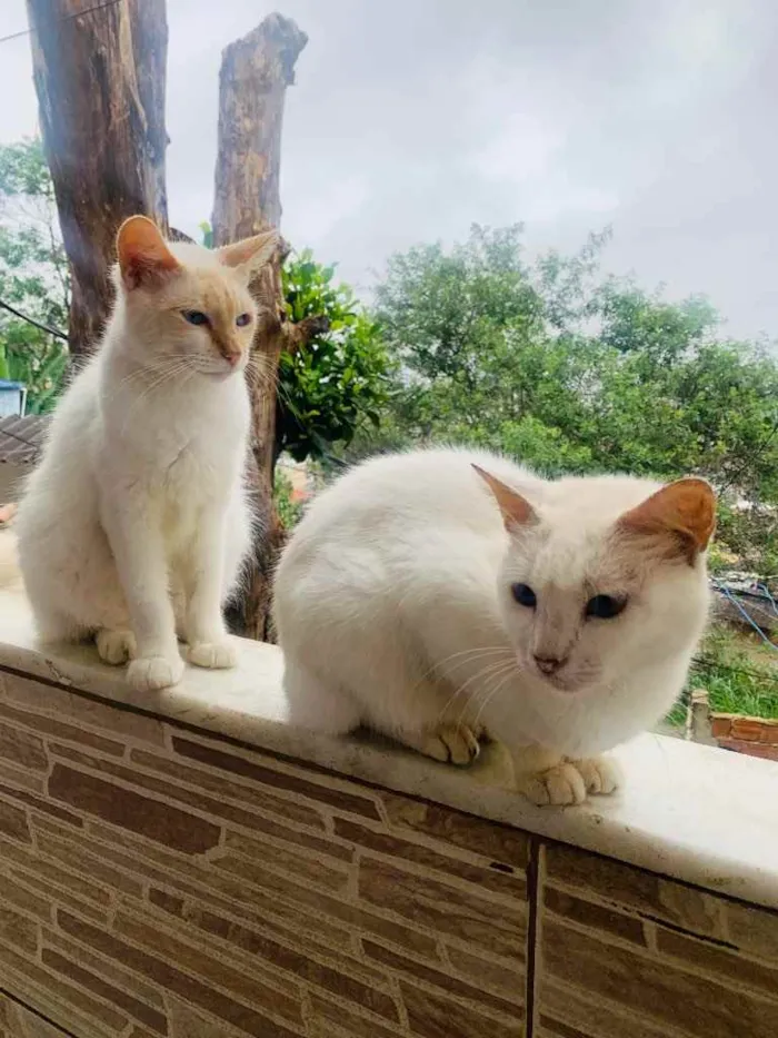 Gato ra a Siamês  idade 7 a 11 meses nome Sem nome