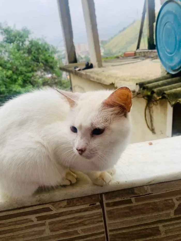 Gato ra a Siamês  idade 7 a 11 meses nome Sem nome