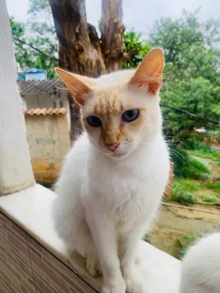 Gato ra a Siamês  idade 7 a 11 meses nome Sem nome