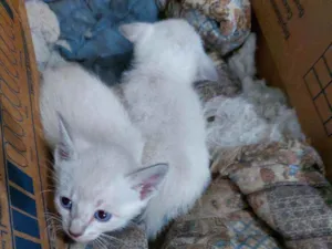 Gato raça SRD idade 2 a 6 meses nome Filhotes