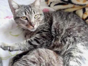 Gato raça Srd idade 3 anos nome Raja 