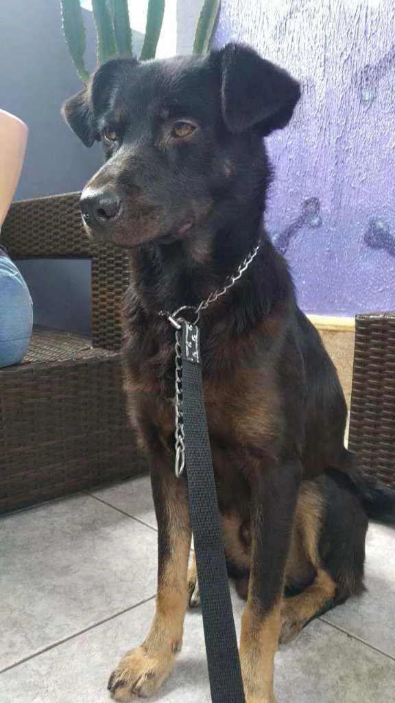 Cachorro ra a SRD idade 1 ano nome Ulisses