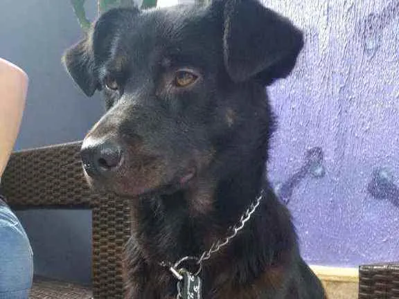 Cachorro ra a SRD idade 1 ano nome Ulisses