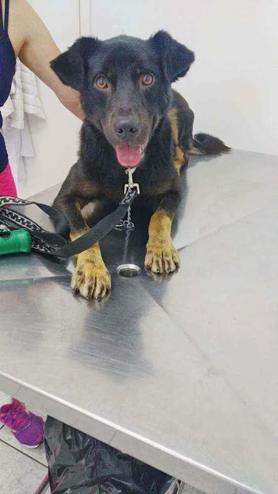 Cachorro ra a SRD idade 1 ano nome Ulisses