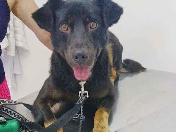 Cachorro ra a SRD idade 1 ano nome Ulisses