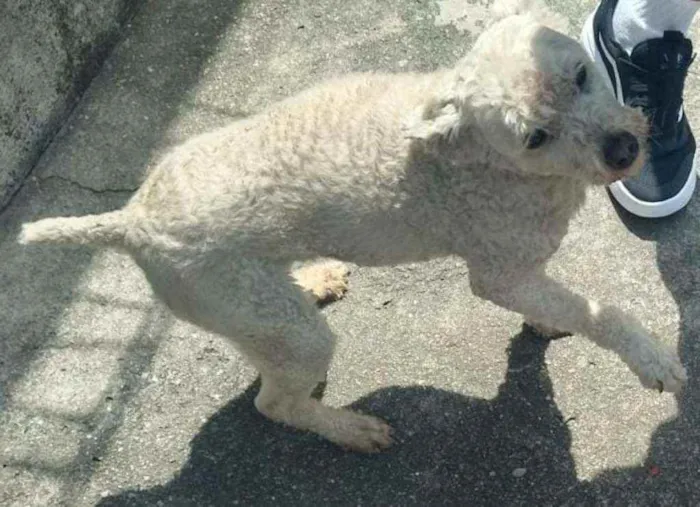 Cachorro raça Poodoll idade 6 ou mais anos nome Mel 