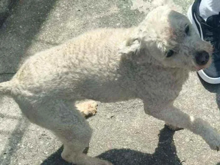 Cachorro raça Poodoll idade 6 ou mais anos nome Mel 