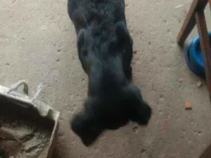 Cachorro raça Labrador com viralata idade 2 a 6 meses nome Sansão