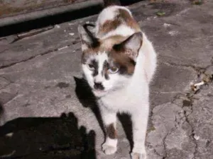 Gato raça Srd idade 1 ano nome Princesa
