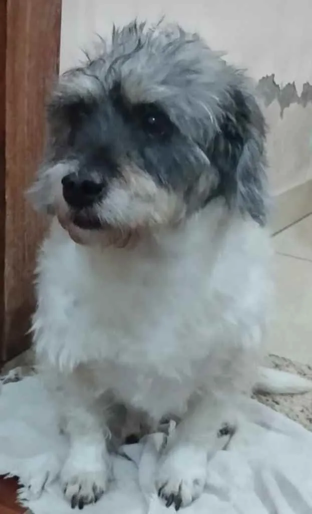 Cachorro ra a Mix de poodle idade 4 anos nome Toquinho