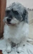 Toquinho