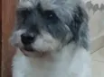Toquinho