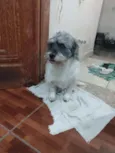 Toquinho