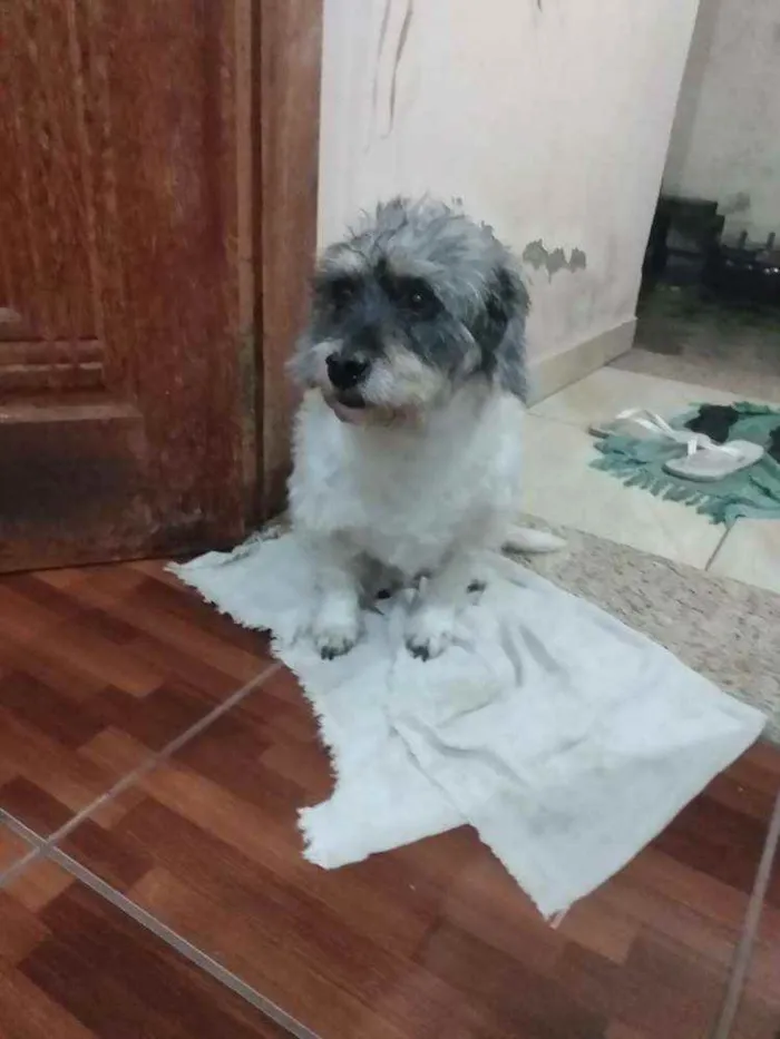 Cachorro ra a Mix de poodle idade 4 anos nome Toquinho