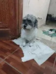 Toquinho