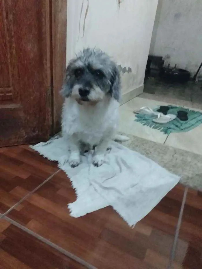 Cachorro ra a Mix de poodle idade 4 anos nome Toquinho