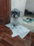 Toquinho