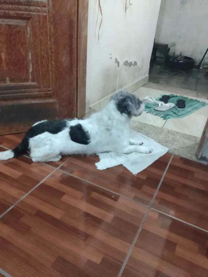 Cachorro ra a Mix de poodle idade 4 anos nome Toquinho