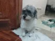 Toquinho