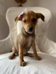Bel