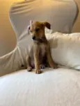Bel