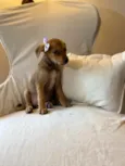 Bel