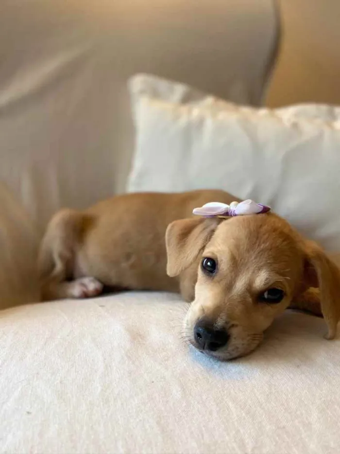 Cachorro ra a SRD idade 2 a 6 meses nome Brisa