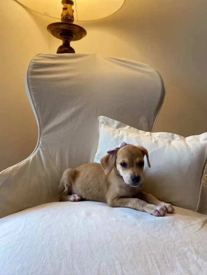 Cachorro ra a SRD idade 2 a 6 meses nome Brisa