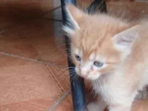 Gato raça SRD-ViraLata idade Abaixo de 2 meses nome Amarelos