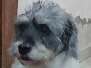 Cachorro raça Mix de poodle idade 4 anos nome Toquinho