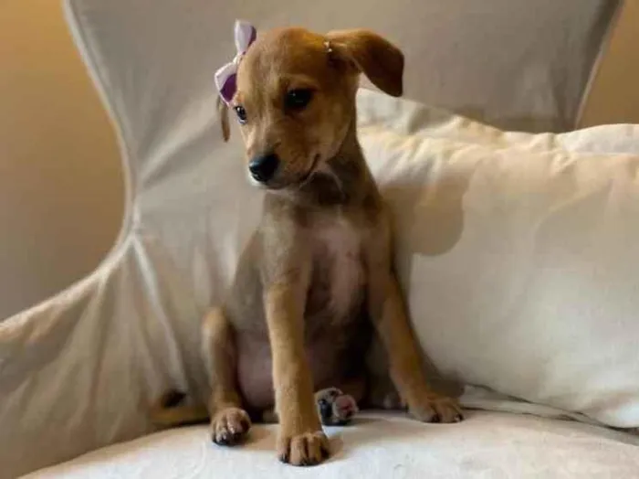 Cachorro ra a SRD idade 2 a 6 meses nome Bel