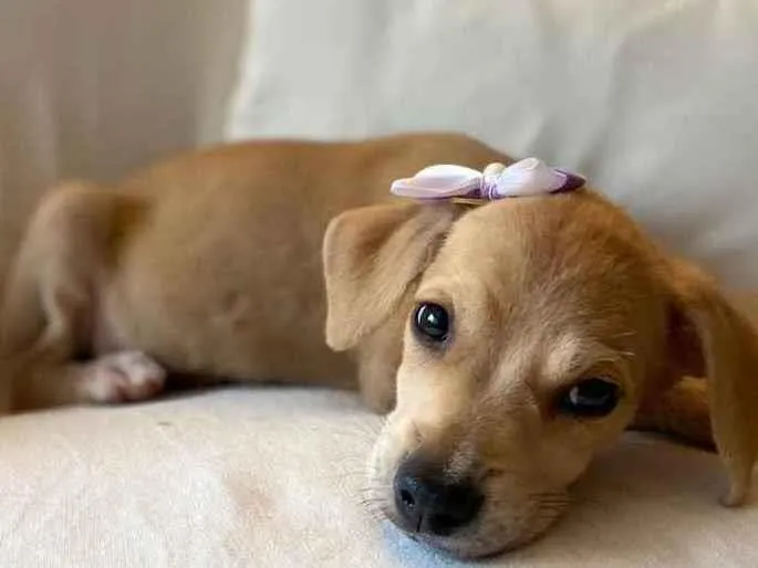 Cachorro ra a SRD idade 2 a 6 meses nome Brisa
