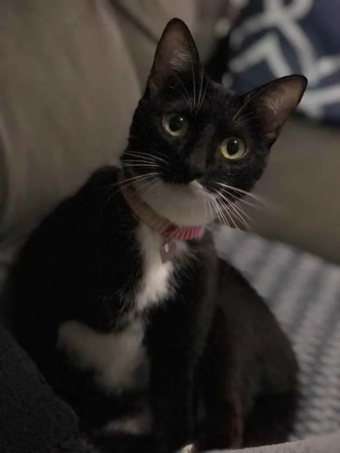 Gato ra a  idade 1 ano nome Mima 