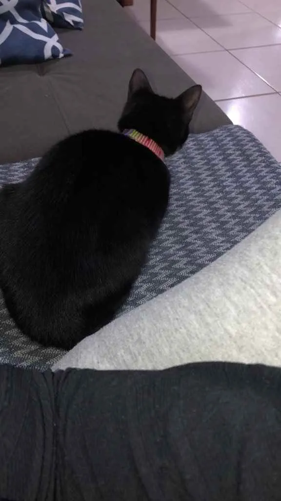 Gato ra a  idade 1 ano nome Mima 