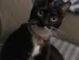 Mima 