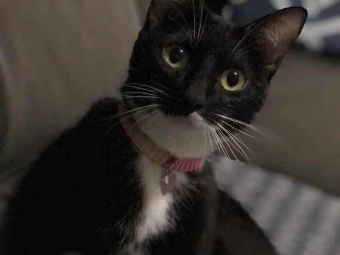 Gato ra a  idade 1 ano nome Mima 