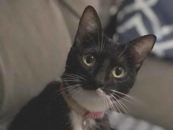 Gato ra a  idade 1 ano nome Mima 